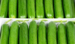 山东吃生瓜的网红有哪些,山东网红吃生瓜挑战盘点